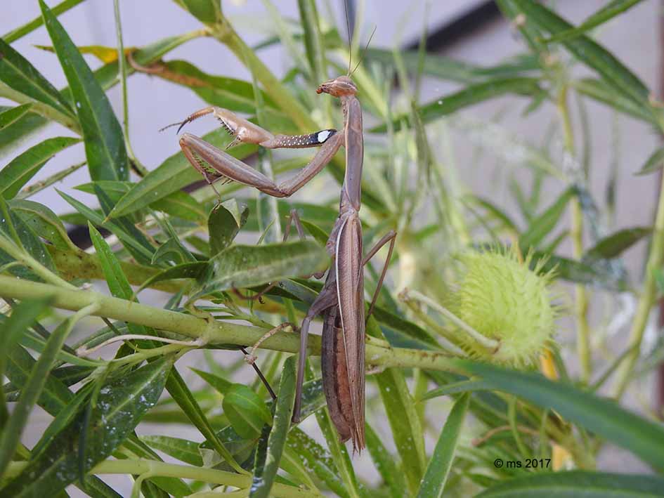 aiuto per Mantis religiosa